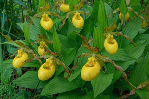 Yellow Lady slippers by Paul Sundberg.