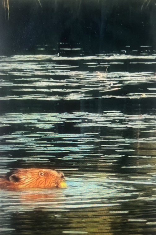 A moment with a local beaver. By Chuck Olsen. Click the link for more. videobyChuck Olsen.