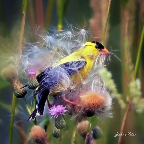 American Goldfinch by John Heino.