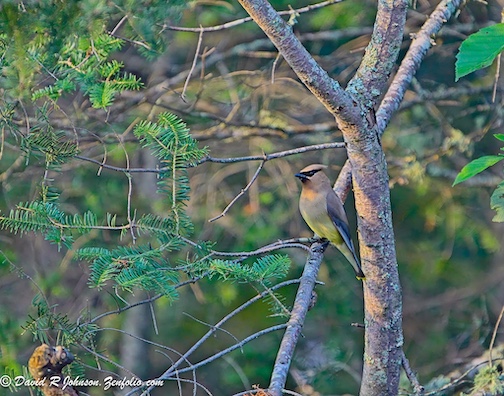 Cedar Waxwing in mid-summer by David Johnson.
