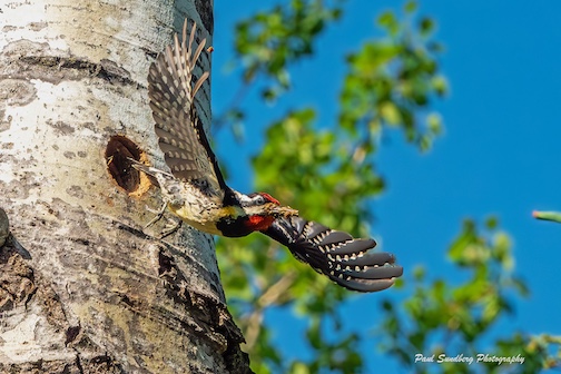 Cleaning the nest by Paul Sundberg.
