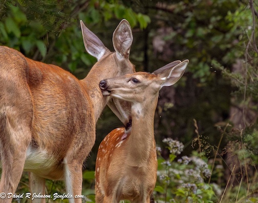 Family Life by David Johnson.