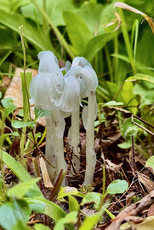 Ghost Plants, native, by Dennis Chick.