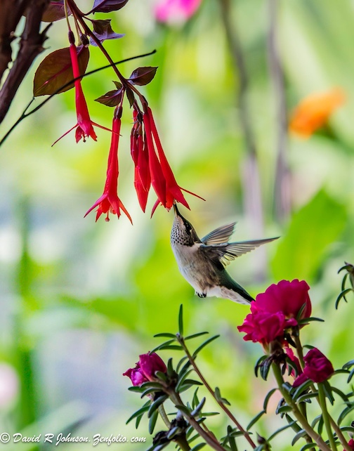 A Hummingbird lunch by David Johnson.