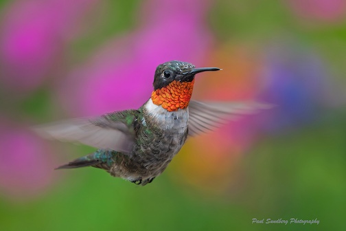 I'm pretty fancy, aren't I? Photo by Paul Sundberg.