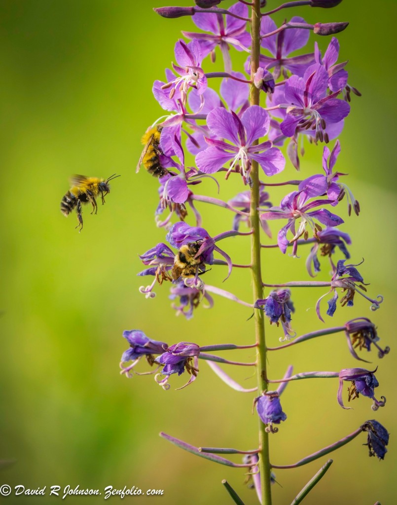 Pollinators are hard at work by Dvid Johnson.