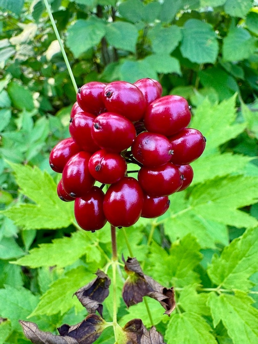 Red Baneberry, native, poisonous by Michael FFfurtman.