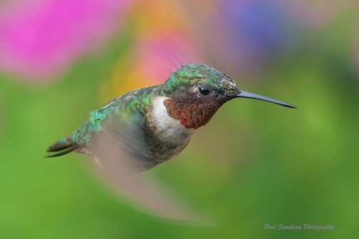 The flight of the Ruby-throated Hummingbird by Paul Sundberg.