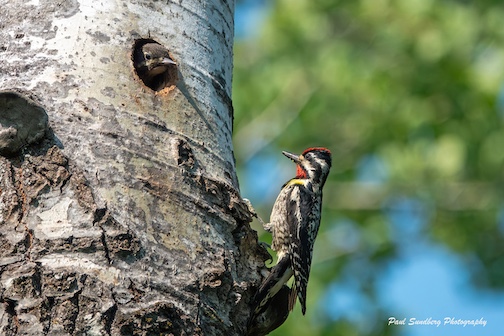 Sapsucker Fledgling taking a look at its new world by Paul Sundberg.