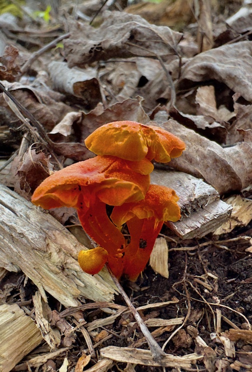 Vermillion waxcap. native, mushroom by Dennis Chick.