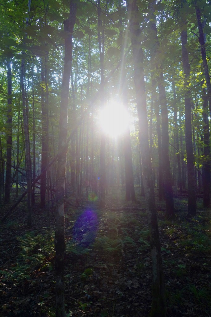 Here comes the sun by Sandra Updyke.