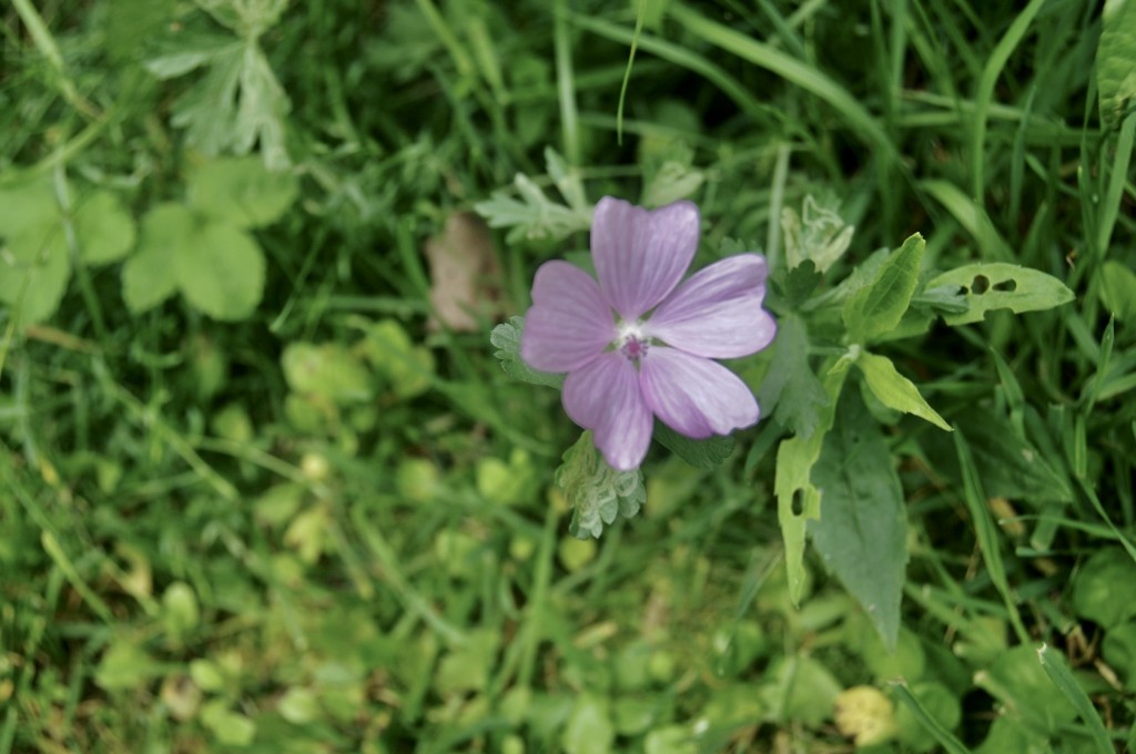 Musk mallow by Sandra Updyke.