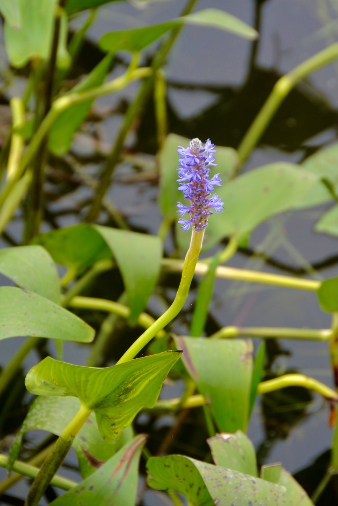 Pickerelweed by Sandra Updyke..