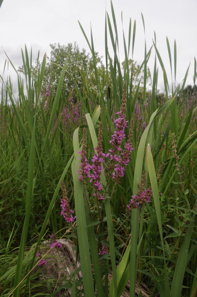 Purple Loosestrife, another beautiful invasive, by Sandra Updyke.
