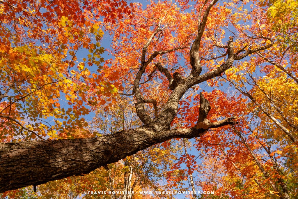 Summer of September by Travis Novitsky.