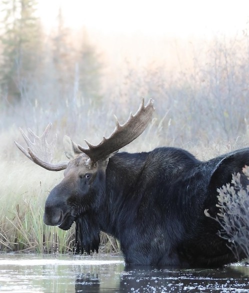 The King by Katie Slanga.