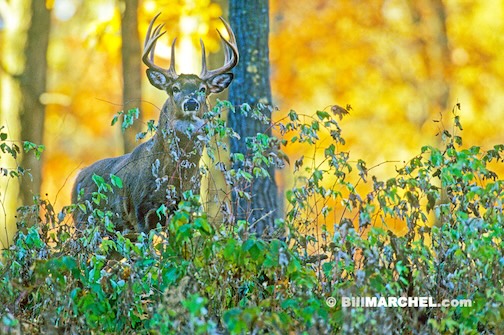 A 10-pointer by Bill Marchel.