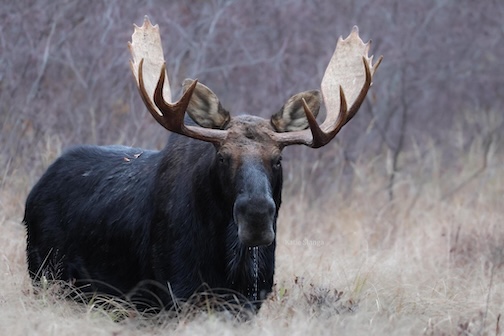 A close-up of the King by Katie Slanga.