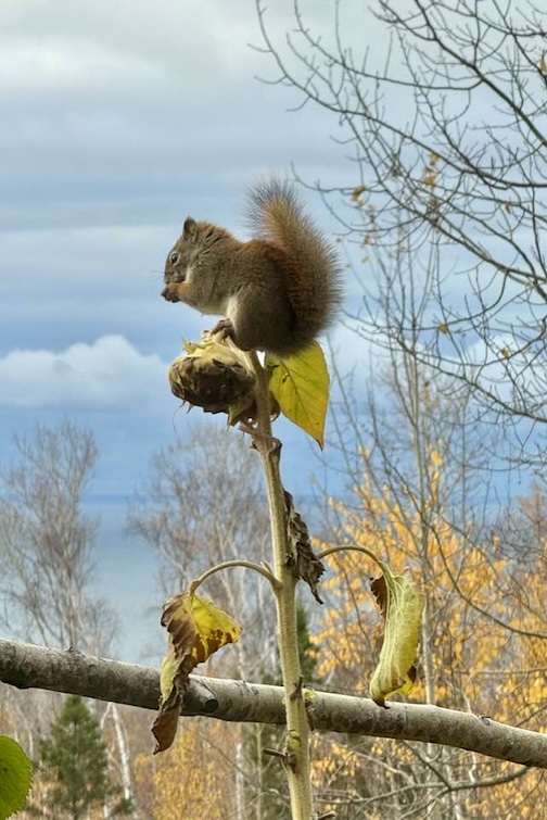 A little cutie or a little brat, depending on your perspective by Janice Latz.