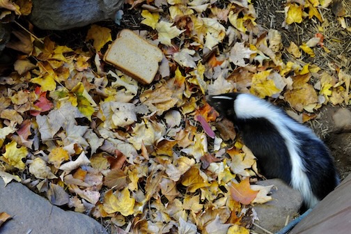 A sandwich for Miz Skunk, by Sandra Updyke.