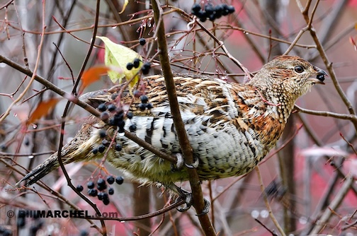 A somewhat soggy Ruffed Grouse feeding by Bill Marchel.