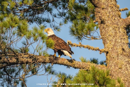 Bald Eagle on Lima Nountain Road by David Johnson.
