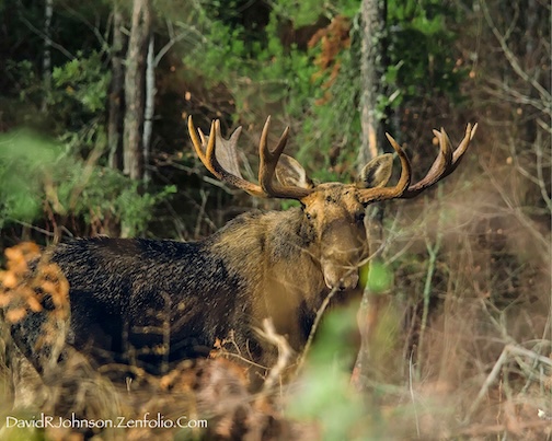 Big and wide by David Johnson.