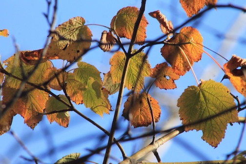 Blue sky of fall by Judy Bloom.