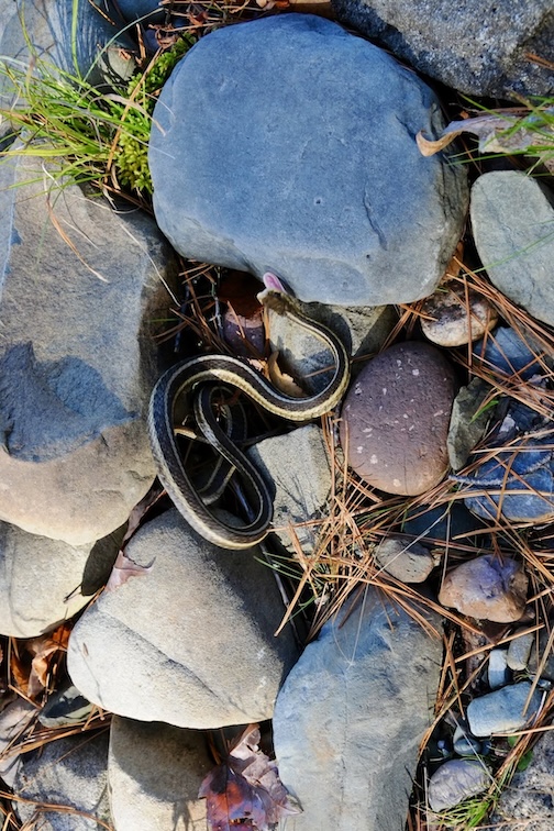 Braving the Cold by Sandra Updyke.