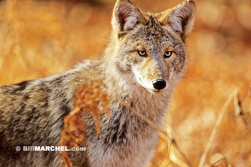 Coyote by Bill Marchel.