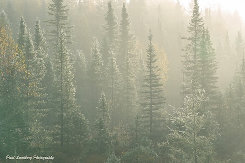 Dew-covered Spruce by Paul Sundberg.