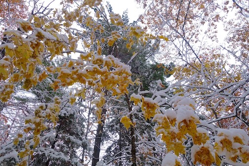 First snows in the UP by Sandra Updyke.