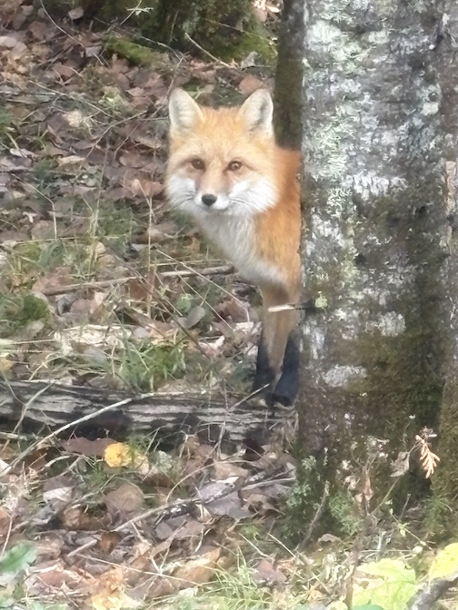 Fox on the border by Zahir Orest.