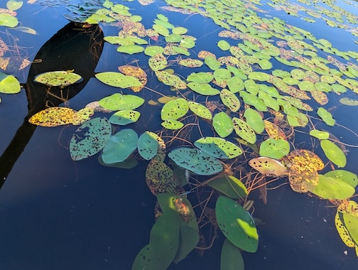 Last paddle ofo the season by Judy Bloom.
