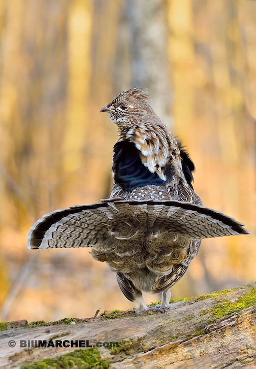 Male Ruffed Grouse surveys the woods from his drumming log. Photo by Bill Marcel.