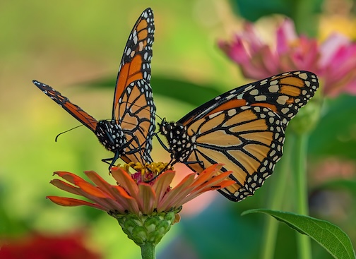 Monarch Butterflies in Kansas on their migration south by Paul Sundberg.
