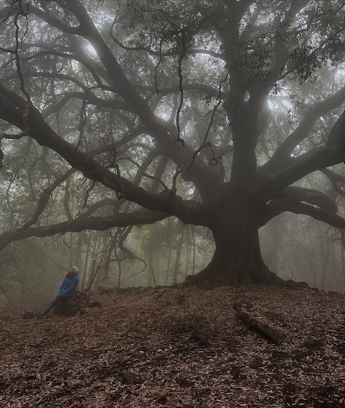 Not what you might expect from Sicily by Margi Preus.