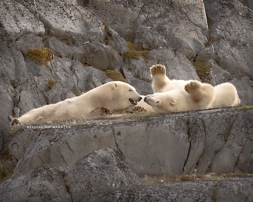 Nuzzle Buddies by Heidi iPinkerton.