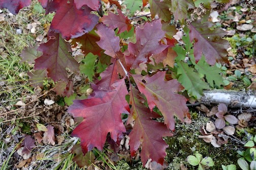 Oak trees in the UP by Sandra Updyke.