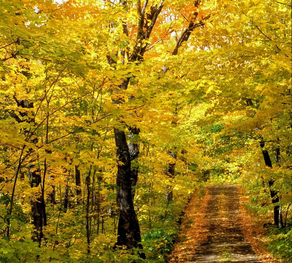 October b Brilliance by Carl Anderson