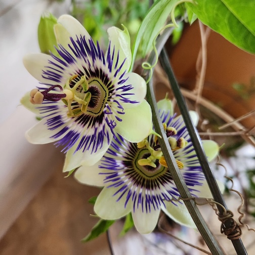 My assion flower bloomed! by Anne Hegg.