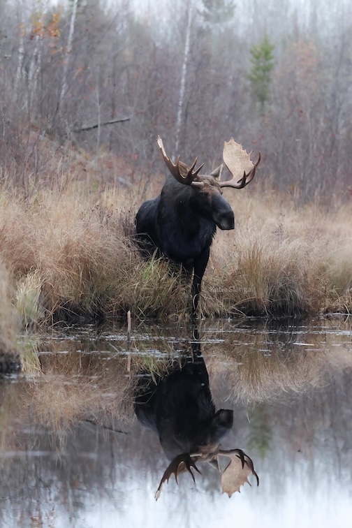 Photo of my dreams by Katie Slanga.