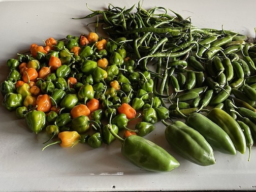 Picked the last of the peppers today by Deb Bennett.