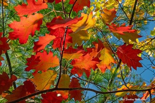 Red Oak by Paul Sundberg.