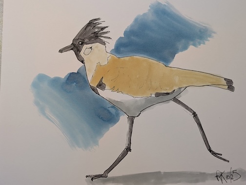 River Lapwing Ink on Bristol vellum by Robert Keaing.