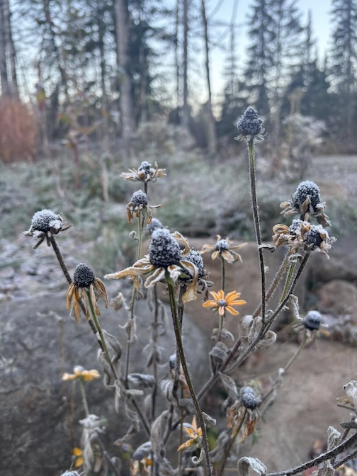 Scenery along the commute to cffee this morning 2 by John Jacobson.