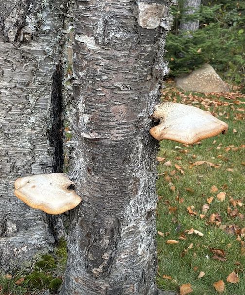 Shelving by Lin Salisbury.