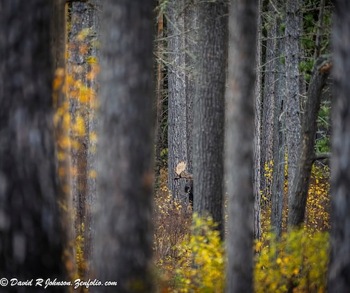 Sometimes something just catches your eye by David Johnson.