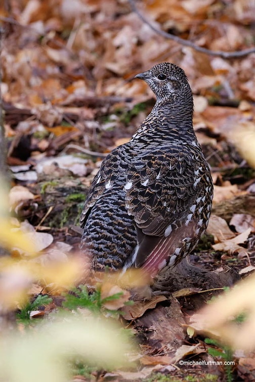 Spruce Grouse by Michael Furtman.