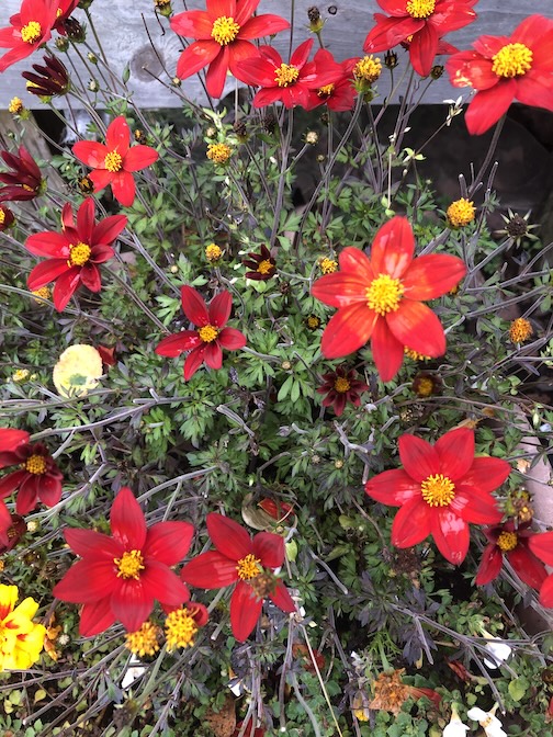 Still Blooming by Joan Farnam.